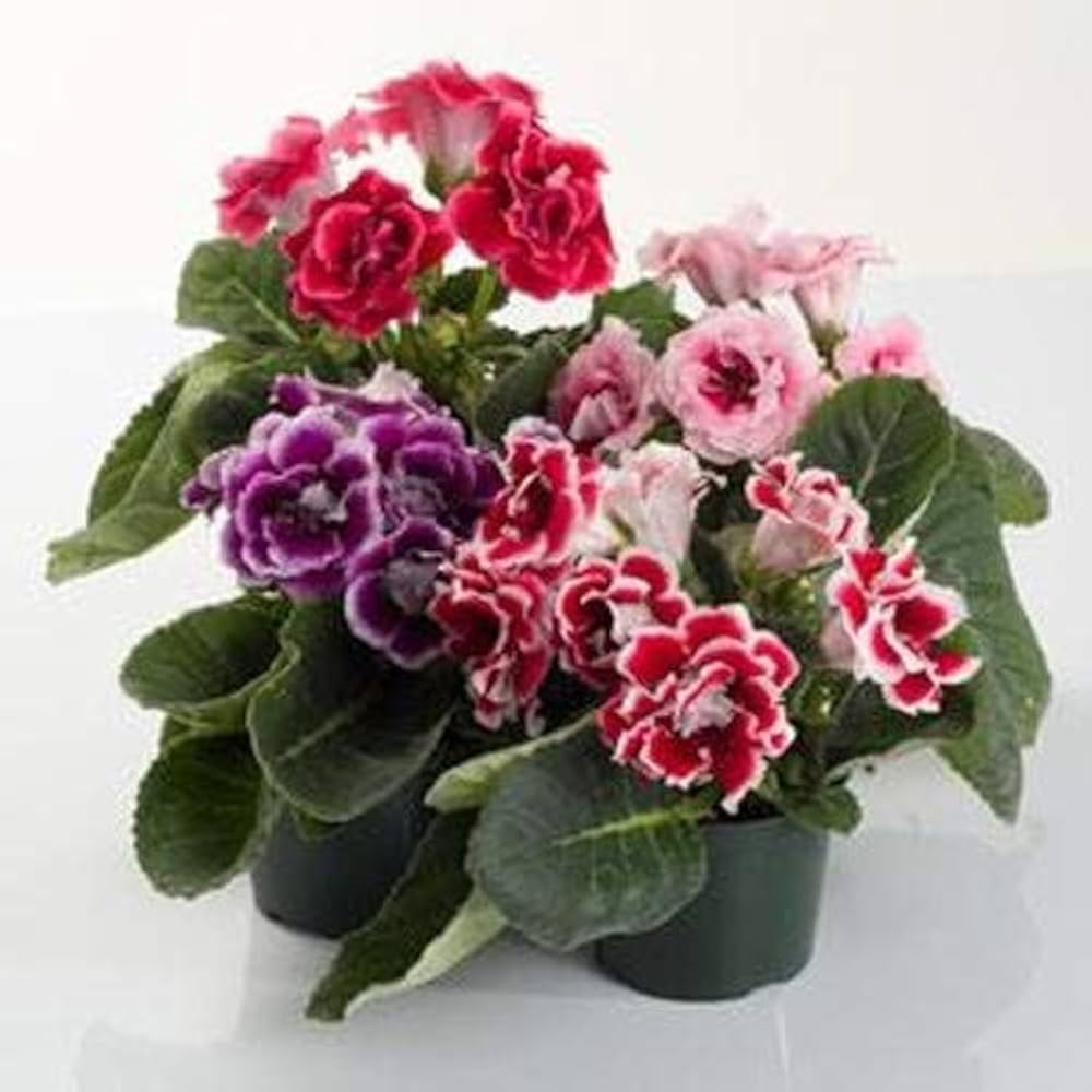 Multi-Color Gloxinia Flower seeds for Planting - Cut Flower Favorite, Heirloom & GMO Free Seeds for Home Garden