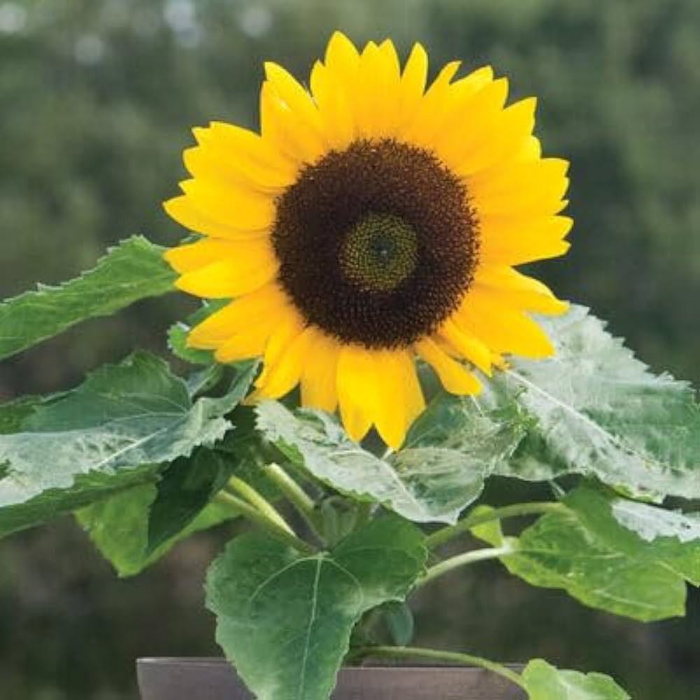 Miniature Sunflower Seeds for Planting Helianthus Annuus home garden small pots