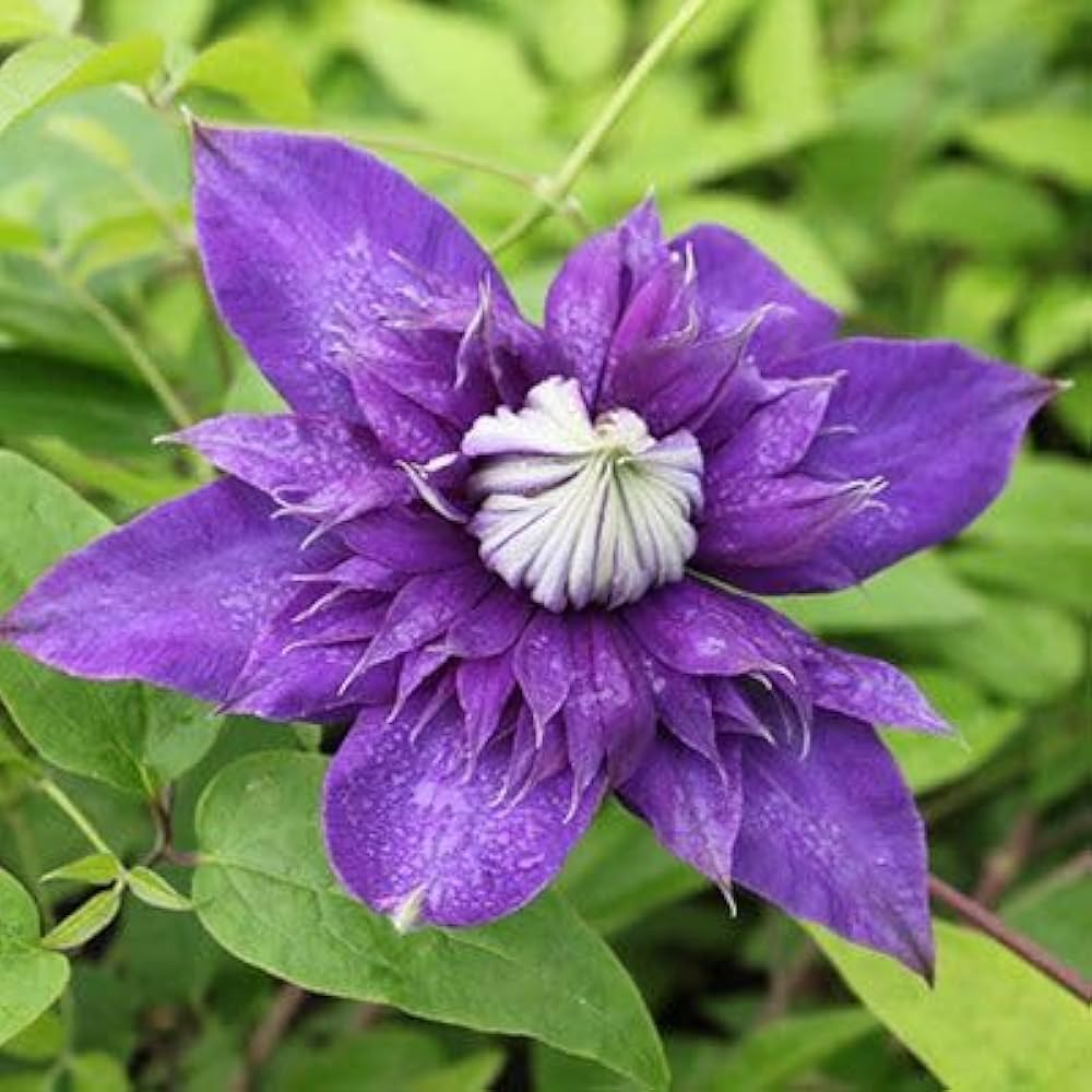 Assorted Clematis mixed color flower seeds for planting in garden, supplied by Evergrowseeds.