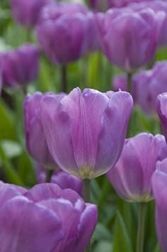 Blue Pink Orchid Flower Seeds for Planting Perfect for Borders Heirloom & GMO Free Seeds for Home Garden
 
 Sale for planting in home garden