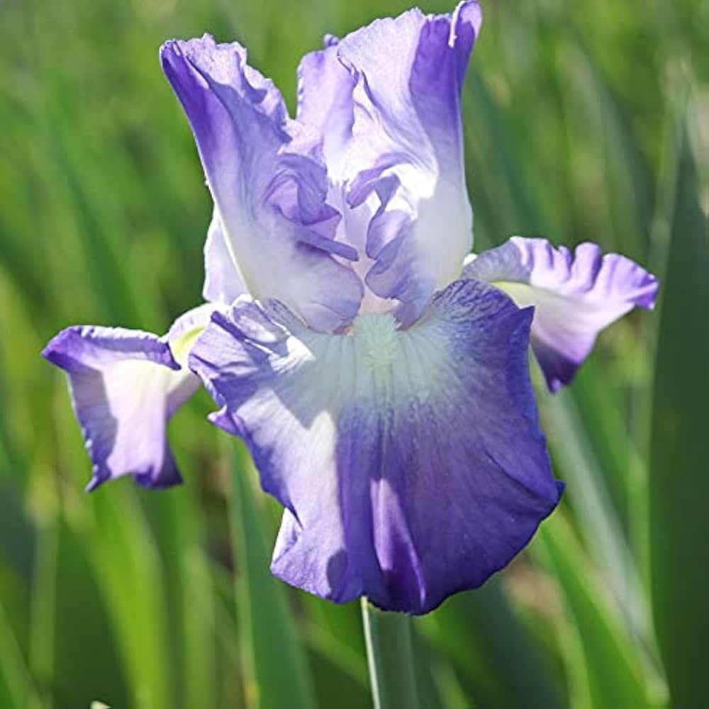 Iris Perennial Seeds for Planting Iris spp. for flower beds and ornamental gardens