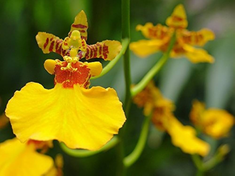 Butterfly Orchids Yellow Brown Flower seeds for Planting - Cottage Garden Essential, Heirloom & GMO Free Seeds for Home Garden