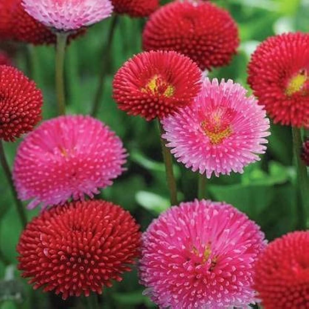 Pink Bellis Perennis Flower seeds for Planting - Premium Quality, Heirloom & GMO Free Seeds for Home Garden