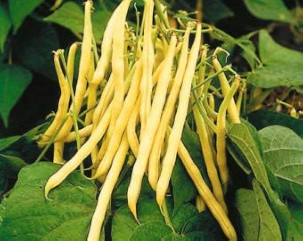 Golden Wax Bean Seeds for Planting vegetable patch