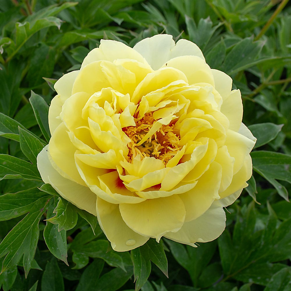 Paeonia Flower seeds for Planting - Seasonal Bloomer, Heirloom & GMO Free Seeds for Home Garden
