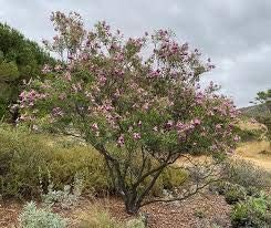Desert Willow Chilopsis linearis Flower Seeds for Planting in Xeriscape & Landscape