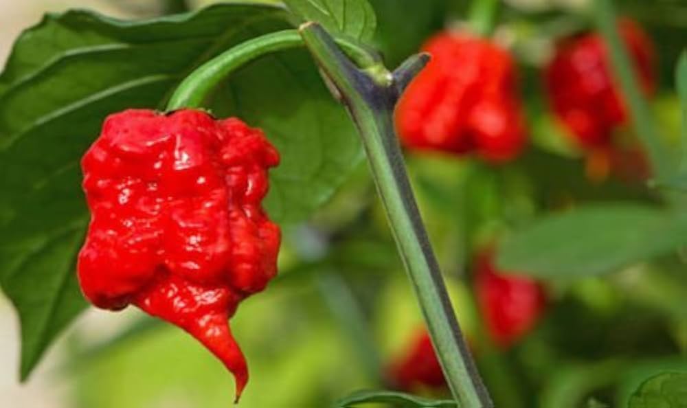 Hurt Berry Pepper Seeds for Planting