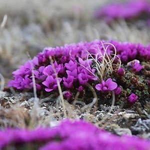 Purple Saxifraga Arendsii Flower seeds for Planting - Compact Growth, Heirloom & GMO Free Seeds for Home Garden
 
 Sale for planting in home garden.