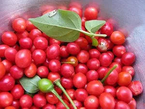 Heirloom Chile Chiltepin Pepper Seeds for Unique Hot Peppers - Evergrowseeds
