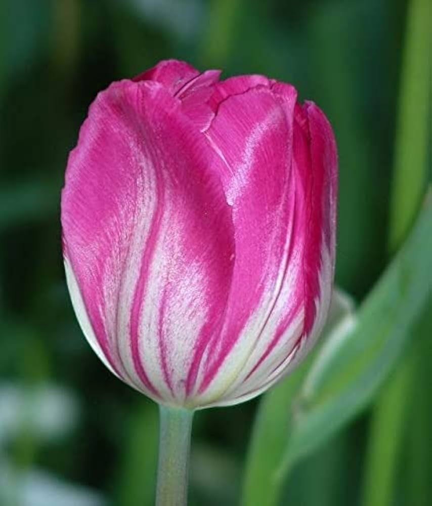 Double Tulip Seeds for Planting in Flower Bed & Garden