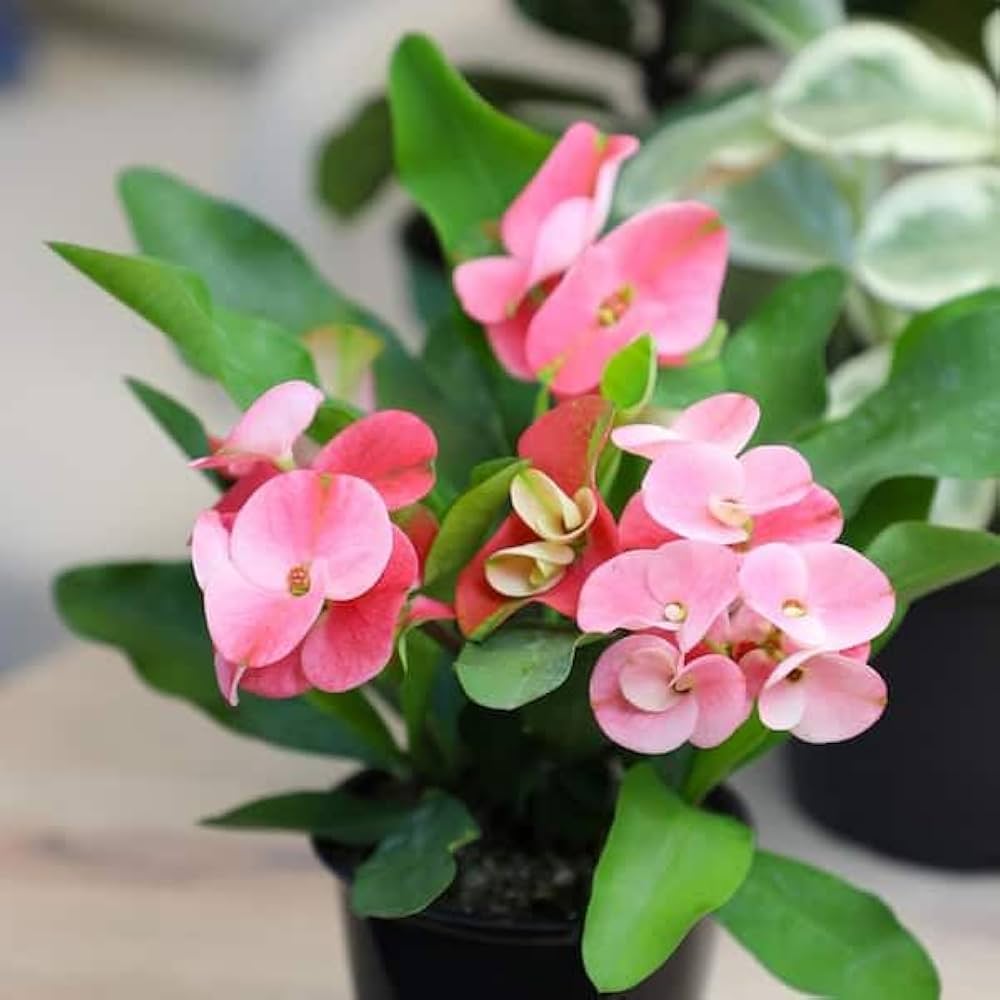 Pink Green Euphorbia Milii Flower seeds for Planting - Seasonal Bloomer, Heirloom & GMO Free Seeds for Home Garden