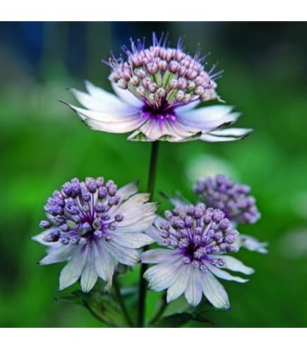 Blue Masterwort Seeds for Planting  Astrantia Major Flowers