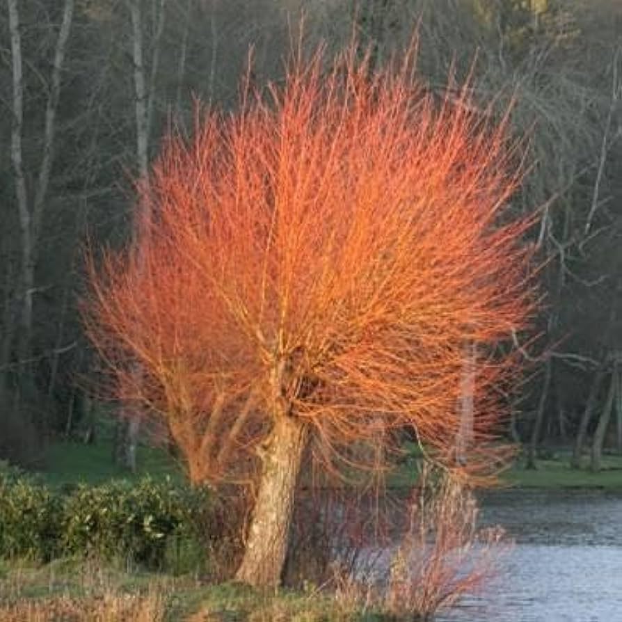 Flame Willow Flower seeds for Planting - Shade Tolerant, Heirloom & GMO Free Seeds for Home Garden