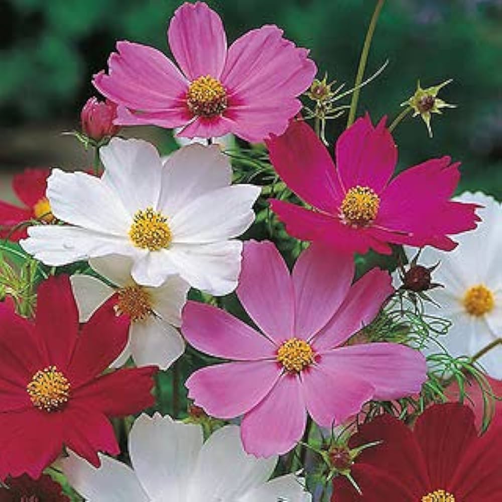 Cosmos Mix Flower Seeds for Planting - Vibrant Annual Blooms for Your Garden - Evergrowseeds