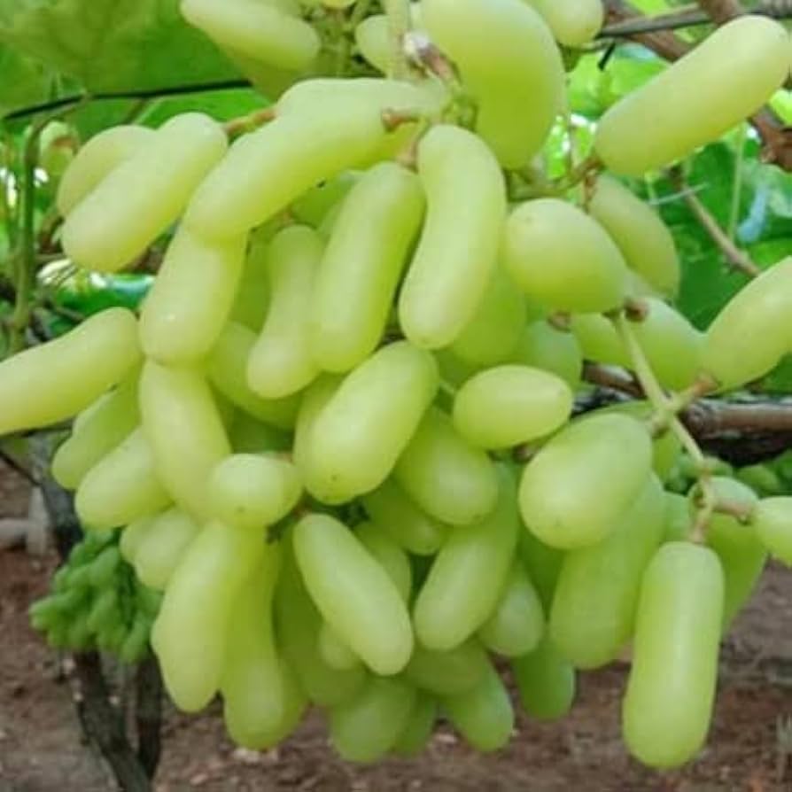 Rare Finger Grape Seeds Delicious Fruit