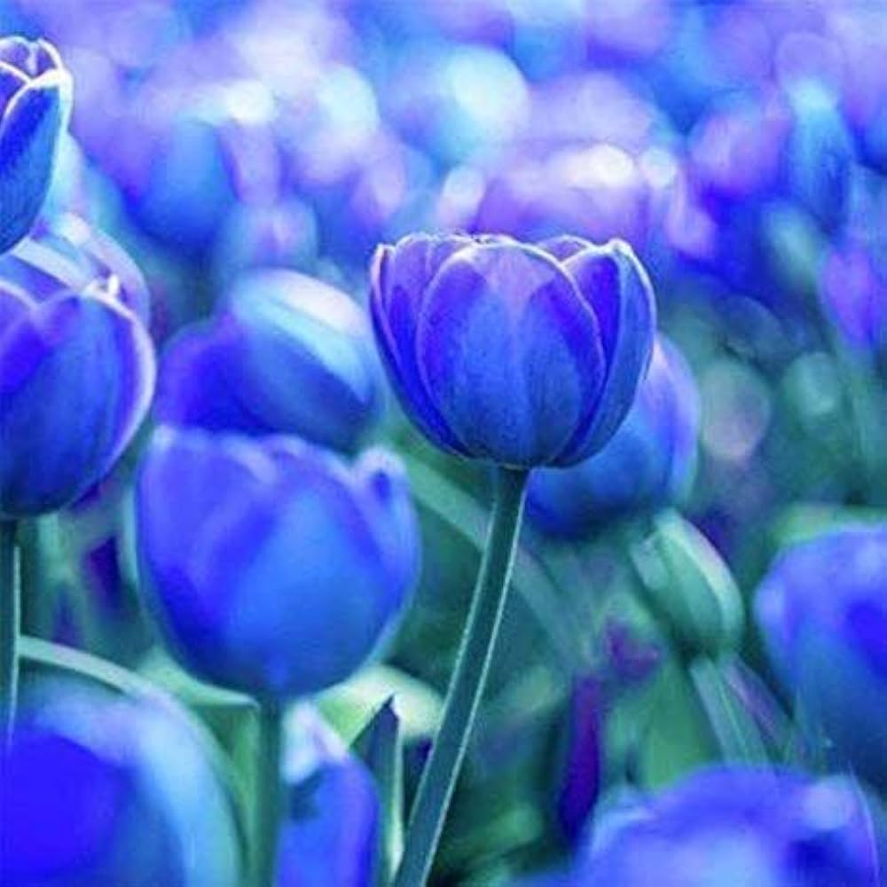 Sky Blue Tulip Flower Seeds for Planting Heirloom Non-GMO Seeds