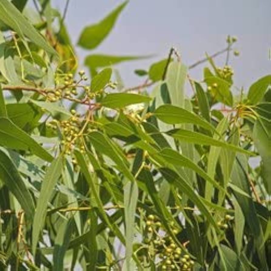 Army Green Eucalyptus Seeds For Fragrant Planting Plant Seeds