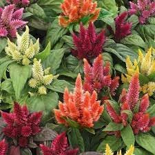 Pampas Flower seeds for Planting - Colorful Display, Heirloom & GMO Free Seeds for Home Garden
 
 Sale seeds for home garden