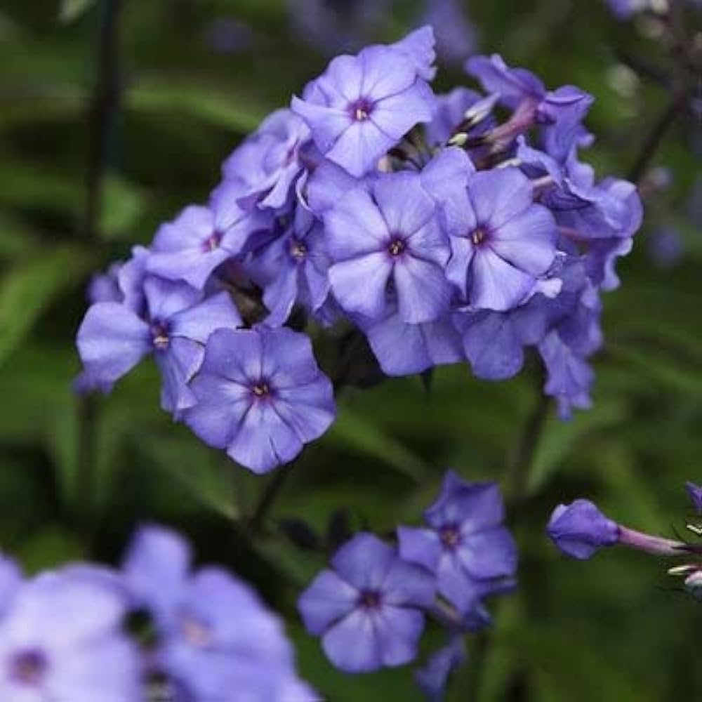 Mountain Phlox Phlox paniculata Flower Seeds for Planting in Garden and Flower Bed
