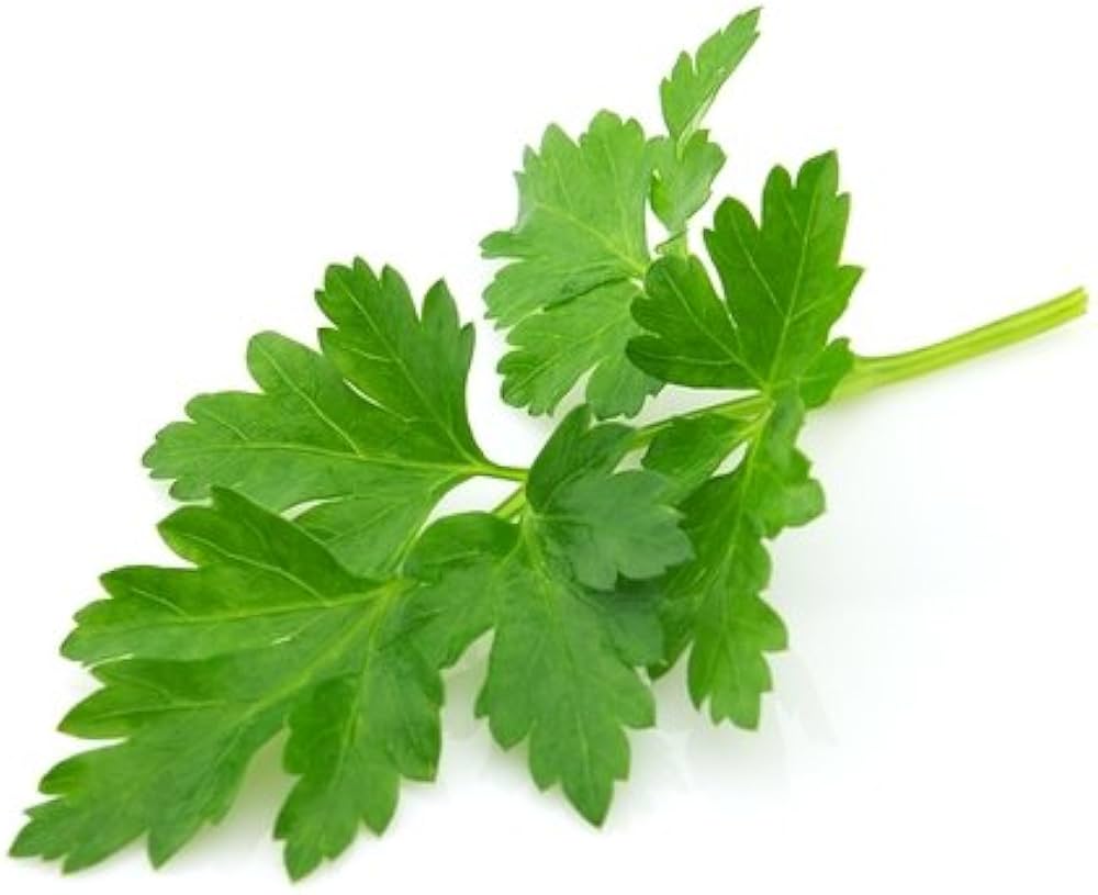 Parsley Petroselinum crispum Seeds for Planting for Herb Garden