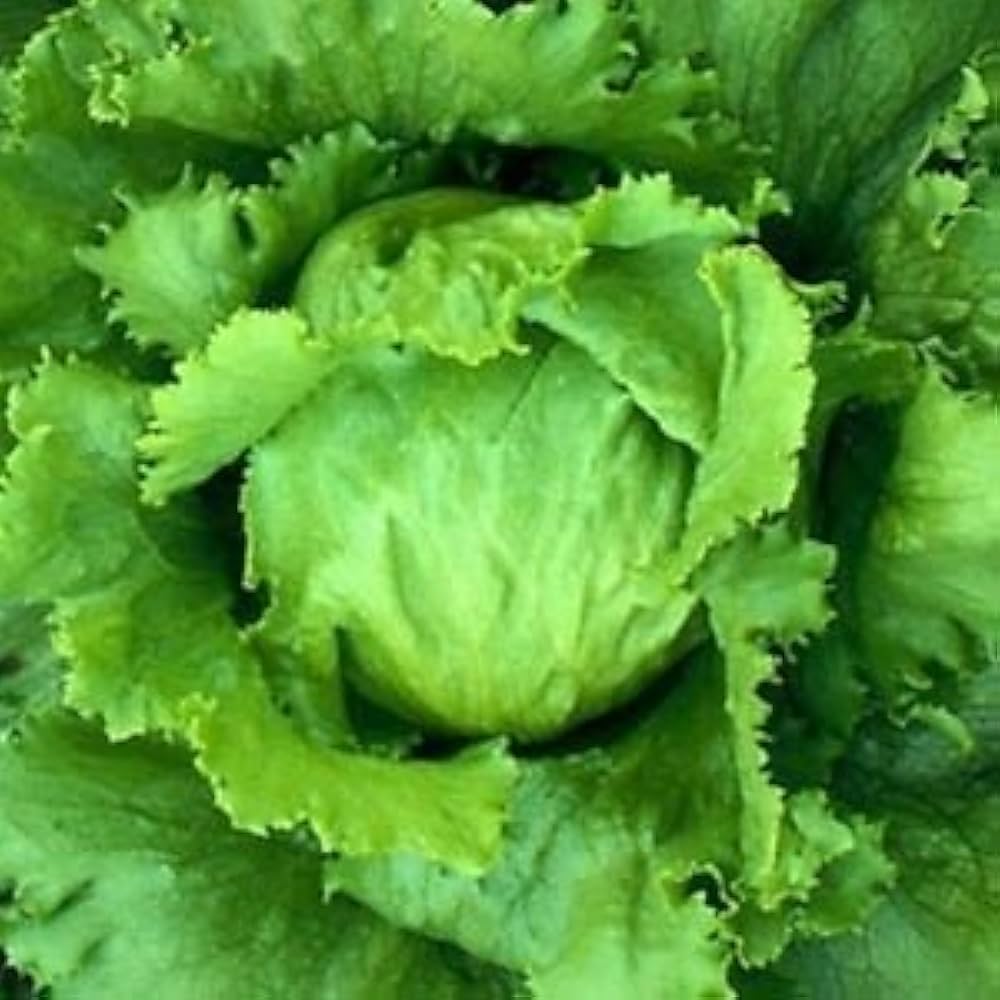 Salad Mixed greens Seeds for Planting flower bed vegetable patch