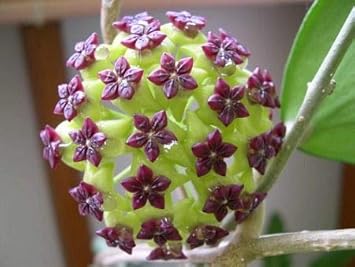 Light Lavender Succulent Flower Seeds for Planting Cut Flower Favorite Heirloom & GMO Free Seeds for Home Garden
 
 Sale for planting in home garden