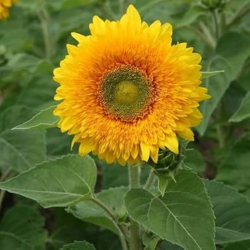 Yellow Teddy Sunflower Seeds - Easy Garden Planting