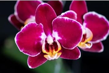 Burgundy White Phalaenopsis Orchids Seeds for Planting Easy to Grow Heirloom & GMO Free Seeds for Home Garden
 
 Sale