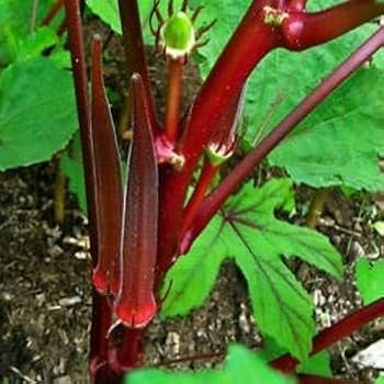 Burgundy Vegetable Seeds for Planting for Planting, Premium Seeds | Heirloom Non-GMO