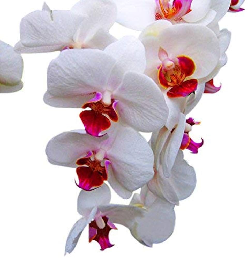 Pieces 19 Types Multiple Colors Butterfly Orchid Seeds growing in home gardens, containers, raised beds, and outdoor landscapes