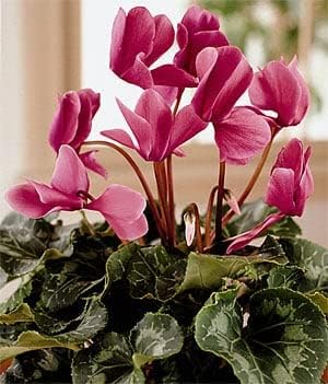 Pink Cyclamen Flower seeds for Planting - Drought Tolerant, Heirloom & GMO Free Seeds for Home Garden
 
 Sale seeds for planting in home garden