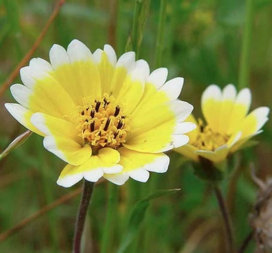 Tidy Tips Seeds Layia platyglossa for Planting in Flower Bed and Native Garden
