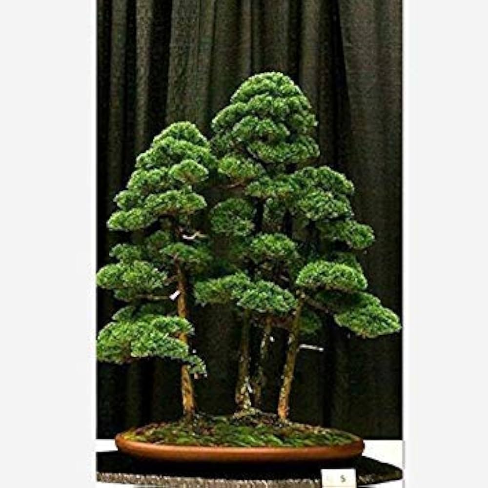 Wacholder Bonsai Tree Seeds for Planting home garden flower bed