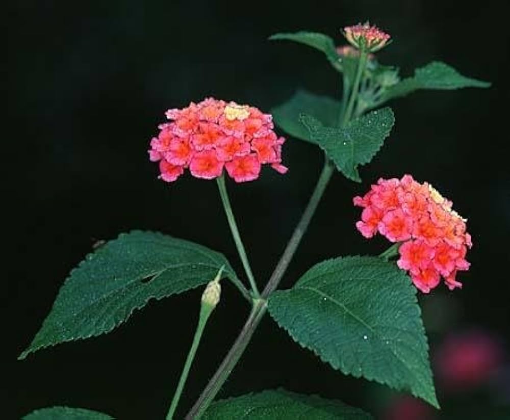 Lantana Camara Lantana spp. Seeds for Planting - Ideal for Flower Bed & Urban Garden