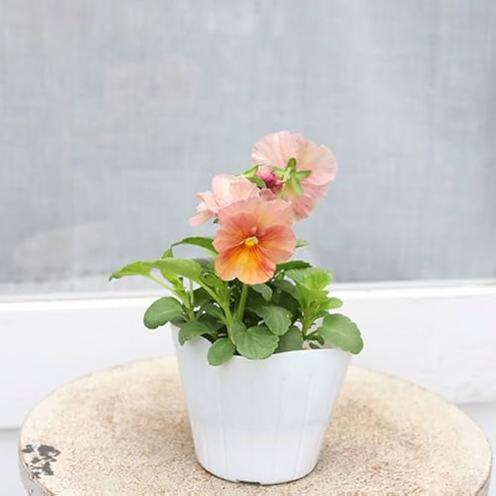 Inspire Peach Shades Flower Seeds for Soft, Warm Garden Blooms