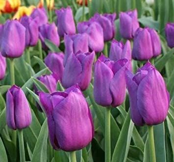Pink Yellow Sparaxis Flower Seeds for Planting Fragrant Blossoms Heirloom & GMO Free Seeds for Home Garden
 
 Sale for planting in home garden