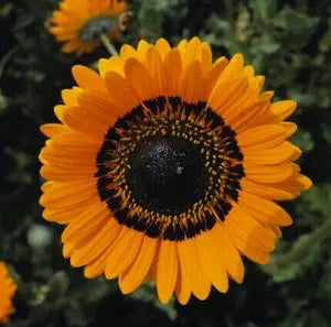 Orange Prince Venidium Seeds for Vibrant Orange Flowers