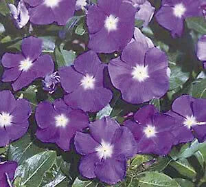 Vinca Sunsplash Blue Seeds for Stunning Blue Flowers