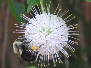 Knopf Bush Seeds for Planting home garden flower bed