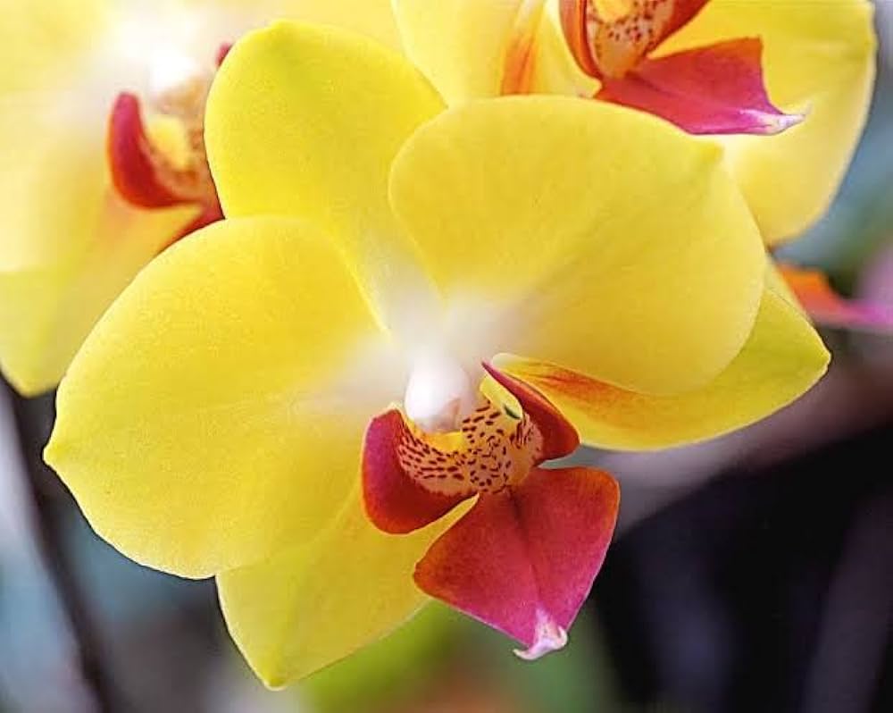 Yellow Brown Phalaenopsis Orchid Flower Seeds for Planting