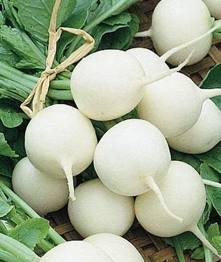 Hailstone Radish Seeds for Small, Crisp, White Radishes