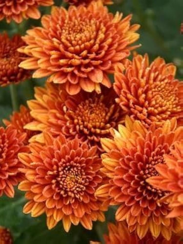 Orange Yellow Chrysanthemum Flower seeds for Planting - Low Maintenance, Heirloom & GMO Free Seeds for Home Garden