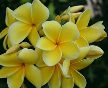 Frangipani Light Yellow Flower seeds for Planting - Easy to Grow, Heirloom & GMO Free Seeds for Home Garden
 
 Sale seeds for planting in home garden