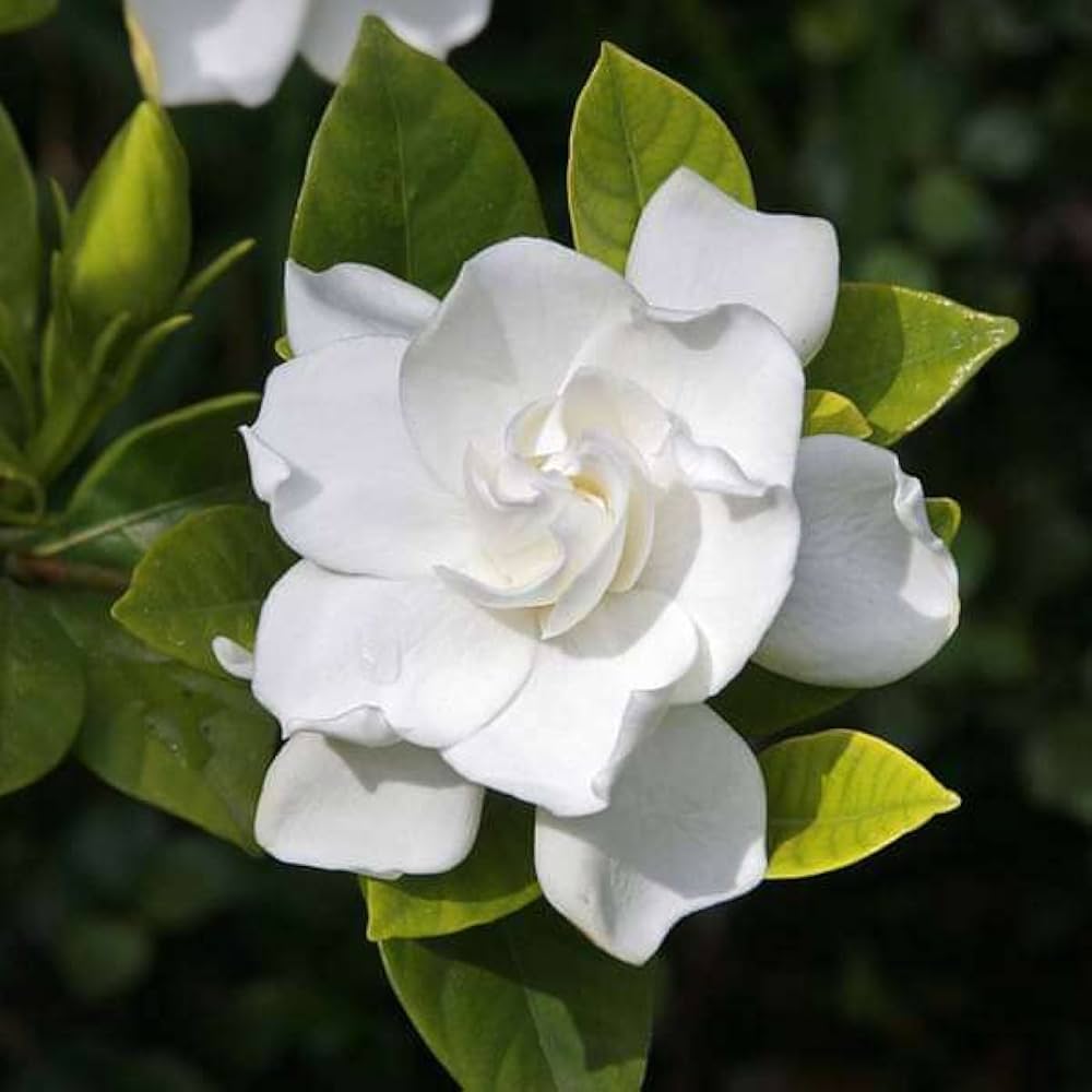 CAPE JASMINE Jasminiodes Fragrant White Shrub Flower seeds for Planting - Low Maintenance, Heirloom & GMO Free Seeds for