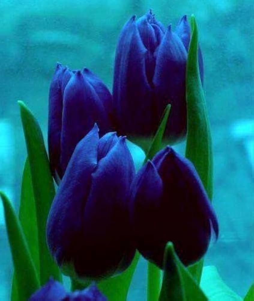 Sky Blue Tulip Flower Seeds for Planting