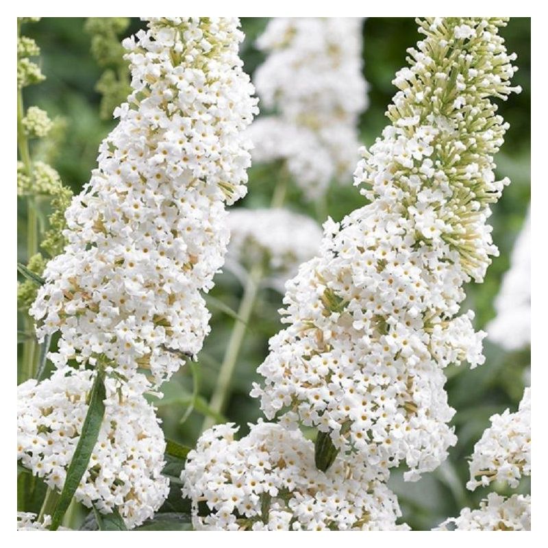 White Buddleia Flower Seeds for Planting Drought Tolerant Heirloom & GMO Free Seeds for Home Garden
 
 Sale