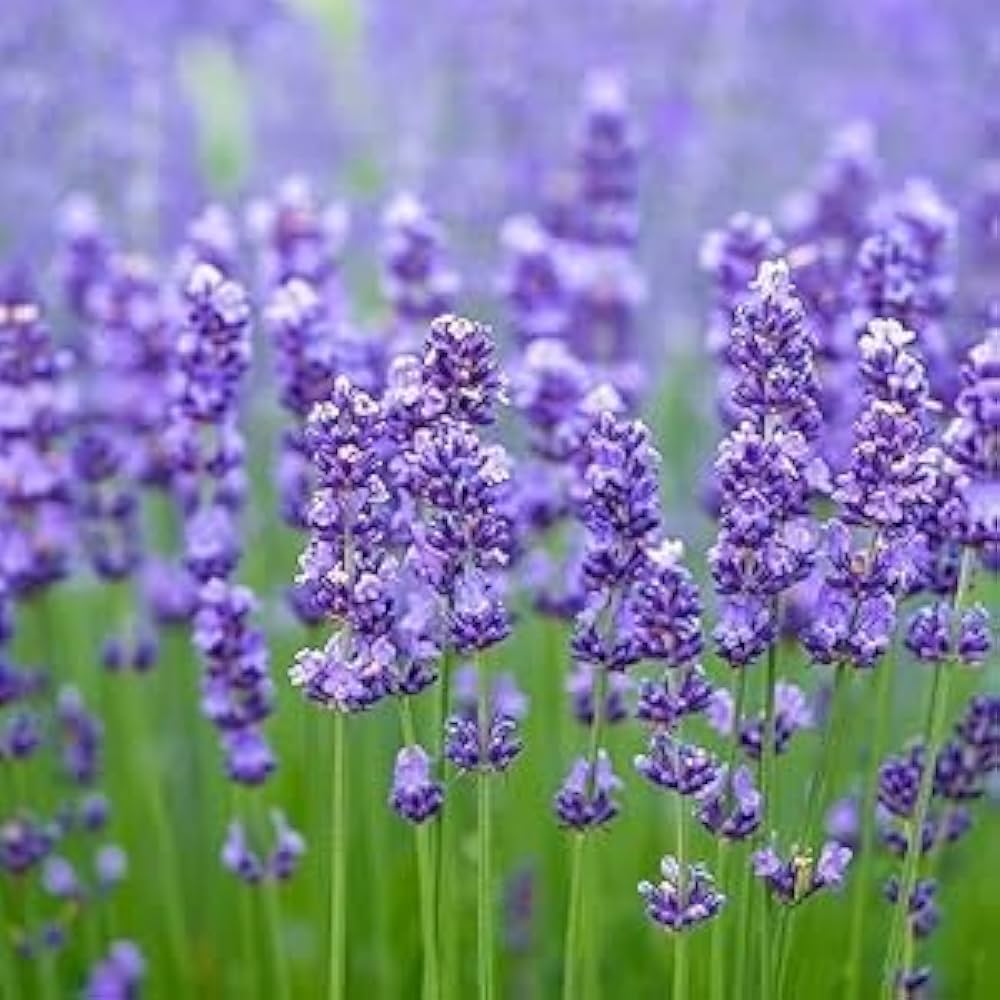 Elegant Lavender Seeds for Planting Lavandula angustifolia for flower beds and containers