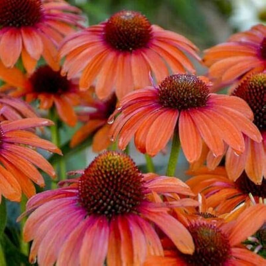 Echinacea Seeds for Planting Echinacea Purpurea light orange flower bed pollinator garden
