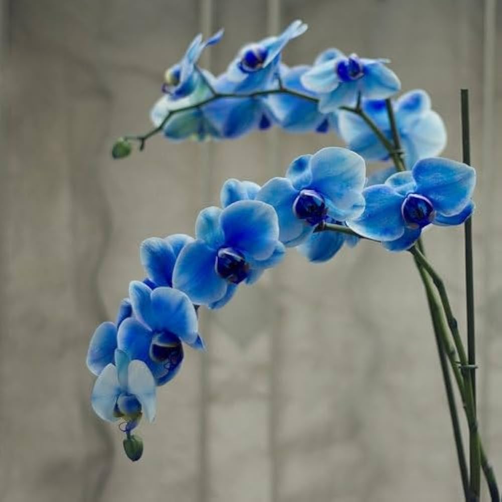 Sky Blue Butterfly Orchid Flower seeds for Planting - Premium Quality, Heirloom & GMO Free Seeds for Home Garden