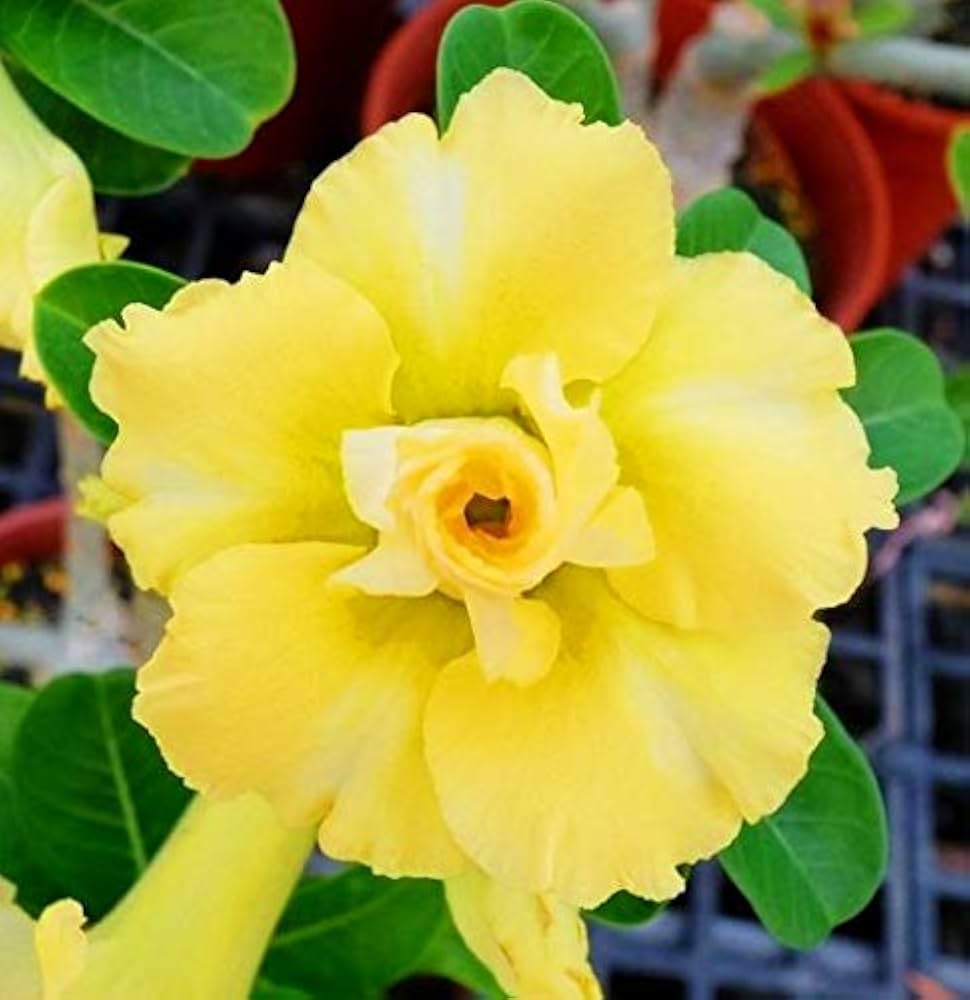 Yellow Adenium Obesum Flower Seeds for Planting Heirloom Non-GMO Seeds
